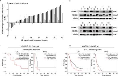 HOXA13, Negatively Regulated by miR-139-5p, Decreases the Sensitivity of Gastric Cancer to 5-Fluorouracil Possibly by Targeting ABCC4